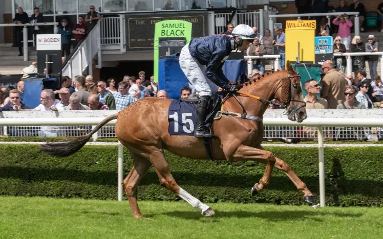 A horse and jockey passing the crowd and bookmakers at Uttoxeter Races